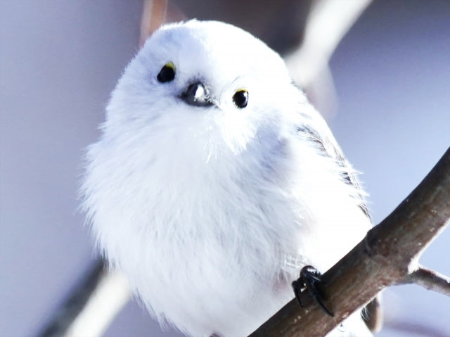 北海道に生息する「シマエナガ」はこんなに可愛い!