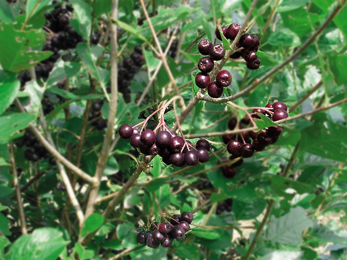 aronia-kajitsu_1200x.jpg?v=